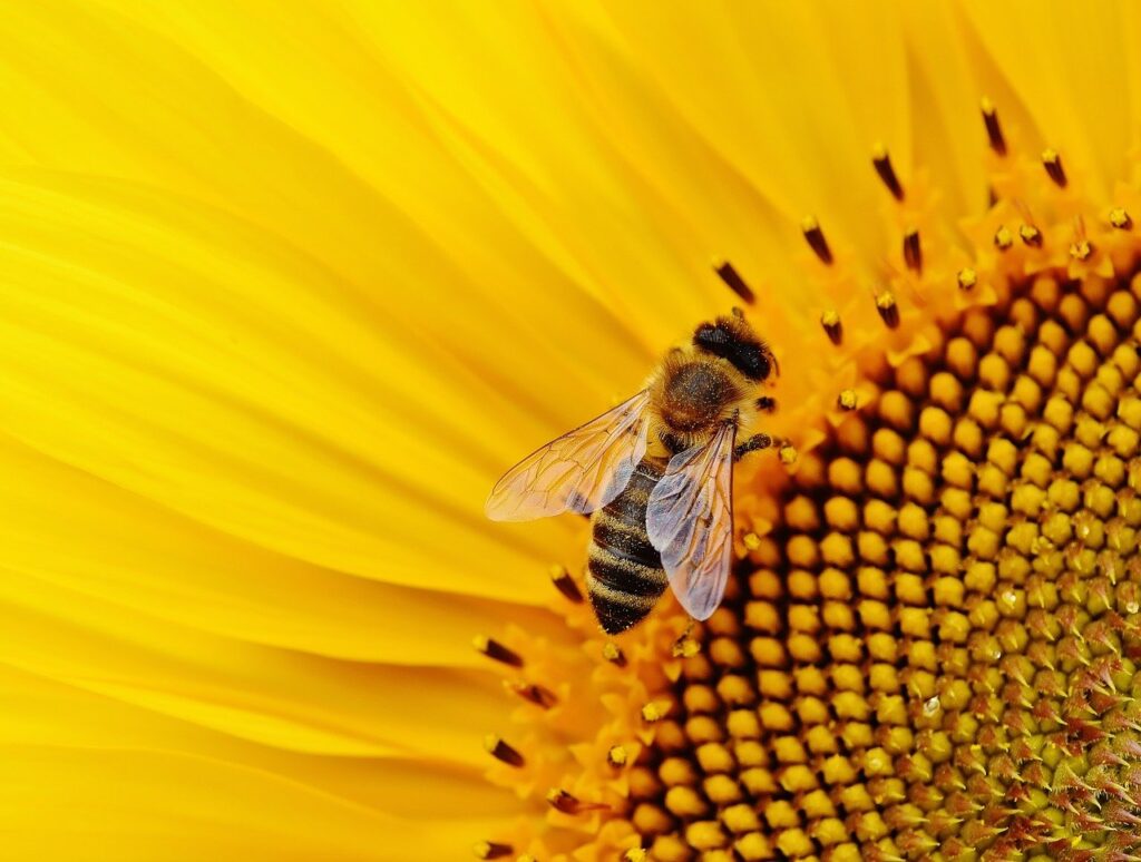 sunflower, bee, macro