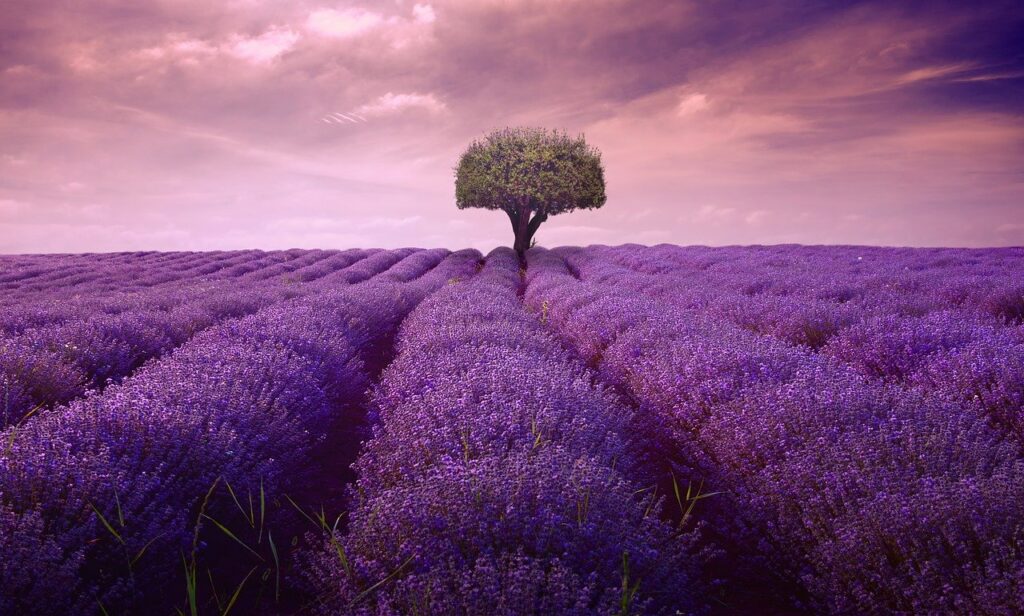 tree, lavender, lonely