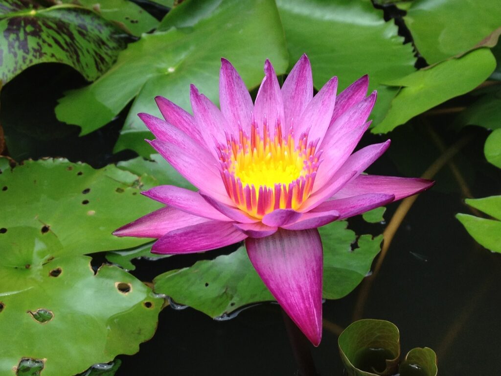 water lily, lotus, water